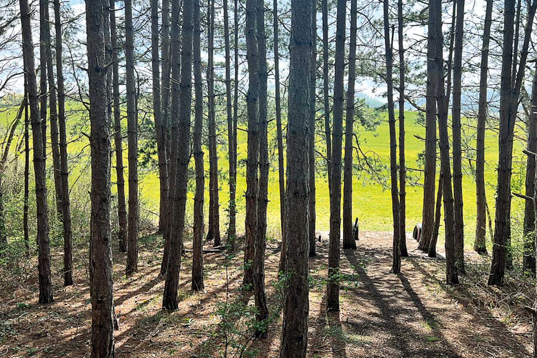 Dieses kleine Waldstück in Ilsenburg im Harz bietet perfekte Anbaubedingungen für Trüffel. Die Pilze stehen aber auf der roten Liste und dürfen nicht geerntet werden.