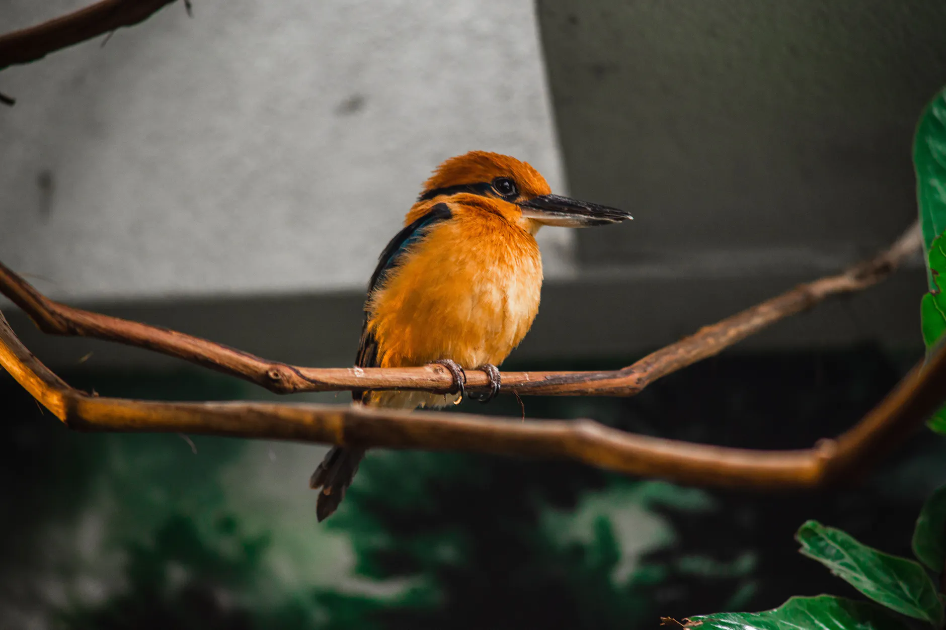 Ein ausgewachsener Guam-Eisvogel sitzt auf einem Ast. In der Wildnis ist die Art seit fast 40 Jahren verschwunden.