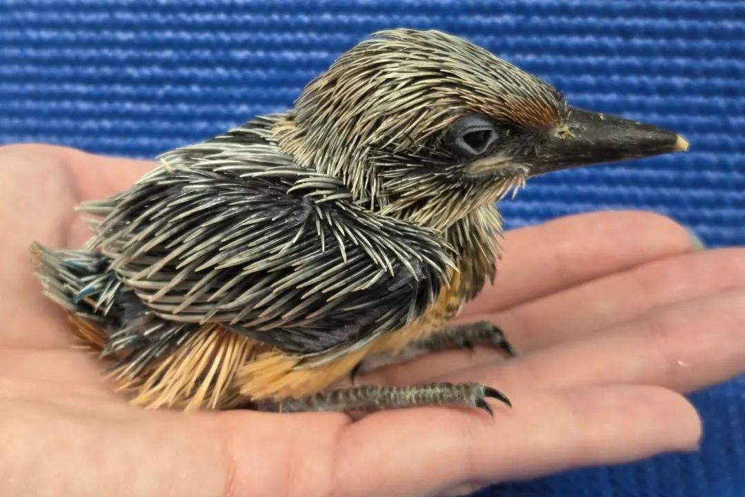 Ein frisch geschlüpfter Guam-Eisvogel wird im National Aviary in Pittsburgh von Hand aufgezogen.