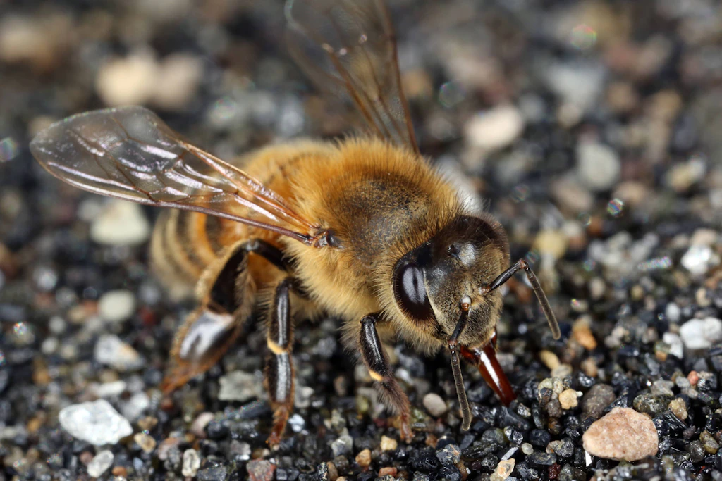 Eine Biene sucht an einem heißen Tag nach Feuchtigkeit. Schon eine flache Wasserschale mit Steinen kann Insekten im Sommer helfen.