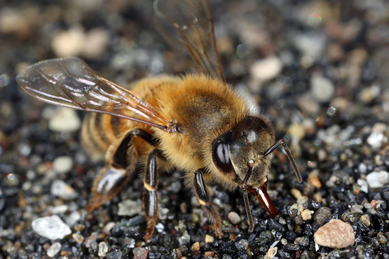 Bienen sterben auf der Suche nach Wasser: Diese Schale auf d