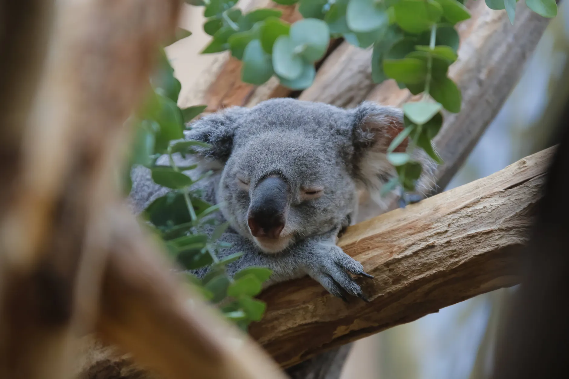 Der Koala Oobi Oobi war 2016 für die EM-Vorhersagen zuständig, wurde aber nach zwei Spielen aus seinem Dienst entlassen.