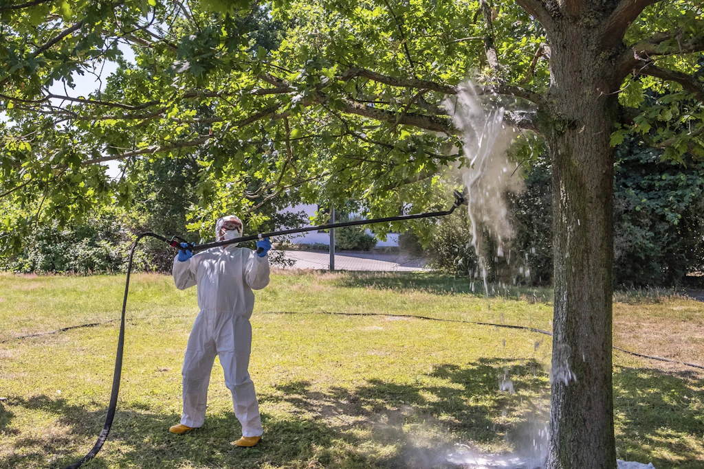 Schädlingsbekämpfer spült Eichenprozessionsspinner-Nester vom Baum ab. Wer jahrelang in Parks, Grünanlagen oder der Landschaftspflege Pestizide versprühte, gehört zu den Betroffenen.