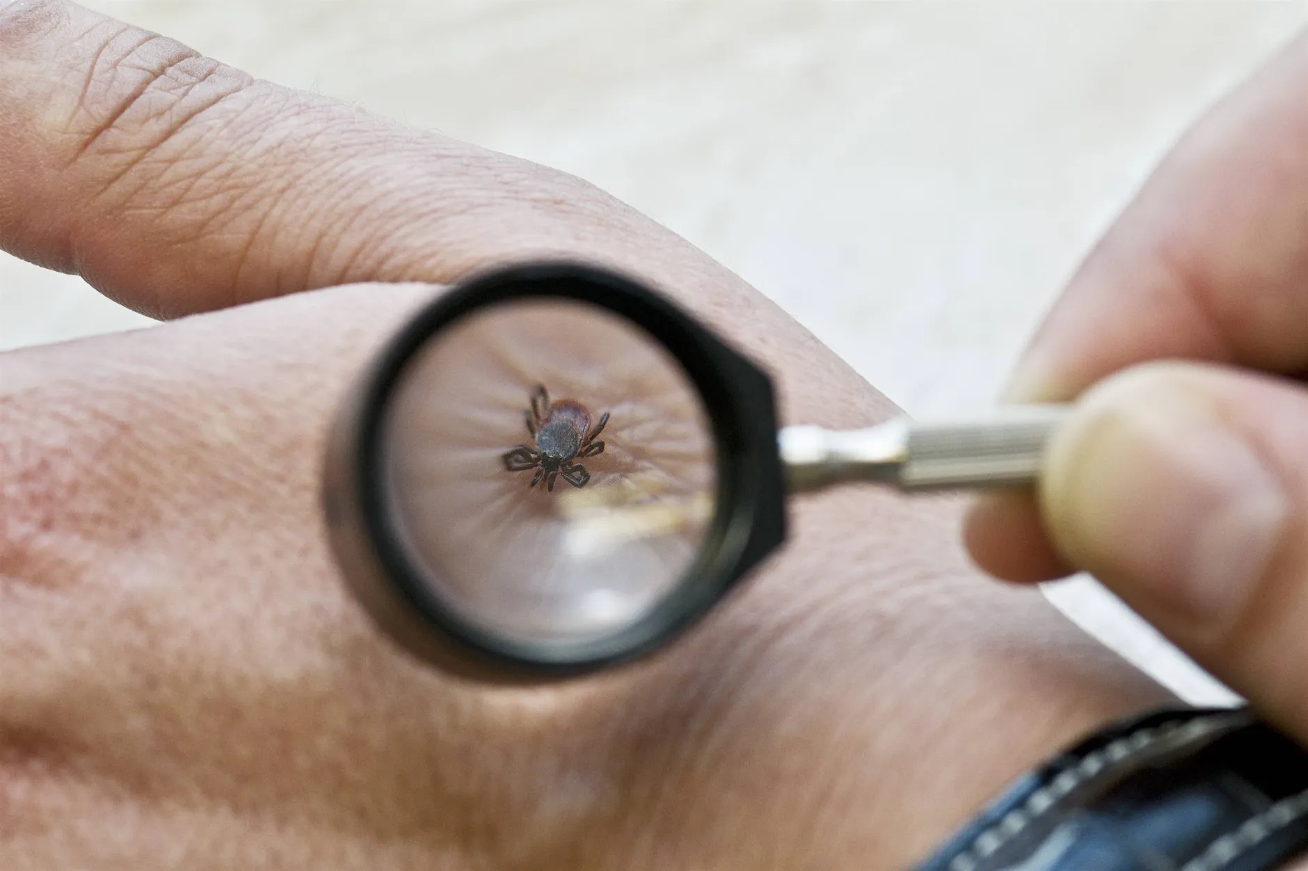 Der beste Trick gegen Zecken: So findet Ihr Handy die Blutsauger sofort