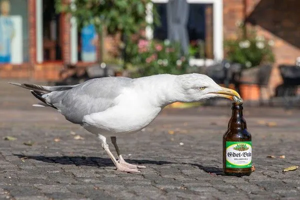 Auch die Biermarken Edelbräu und Hafenbräu legte Frank Schollenberger neu auf. Sie waren in der DDR ein Dauerbrenner.