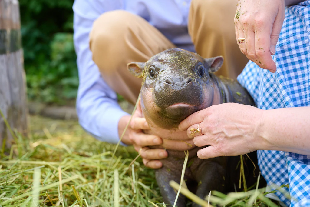 Frisch getauft und schon ein Star: Zwergflusspferd-Baby „Brötchen“ kam am 9. Mai im Zoo Berlin zur Welt – und wiegt inzwischen über 20 Kilogramm.