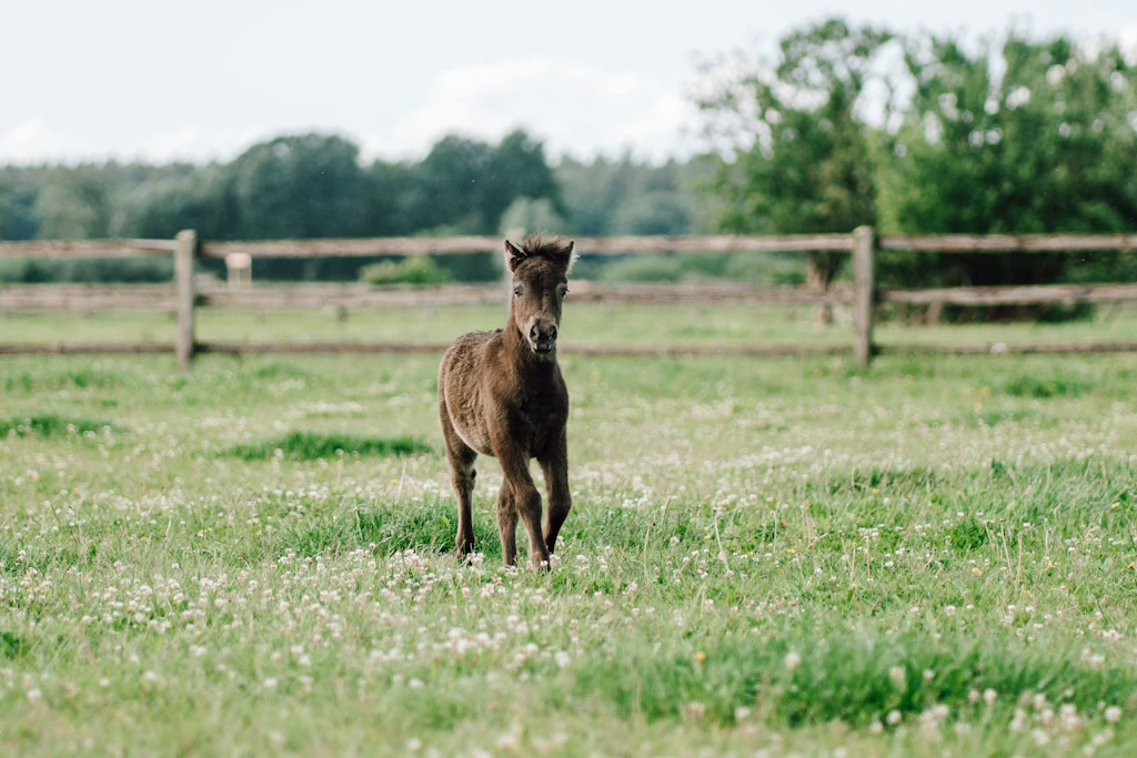 Unser OAZ-Fohlen auf dem Bernsteinreiterhof in Ribnitz-Damgarten: wild und frei.