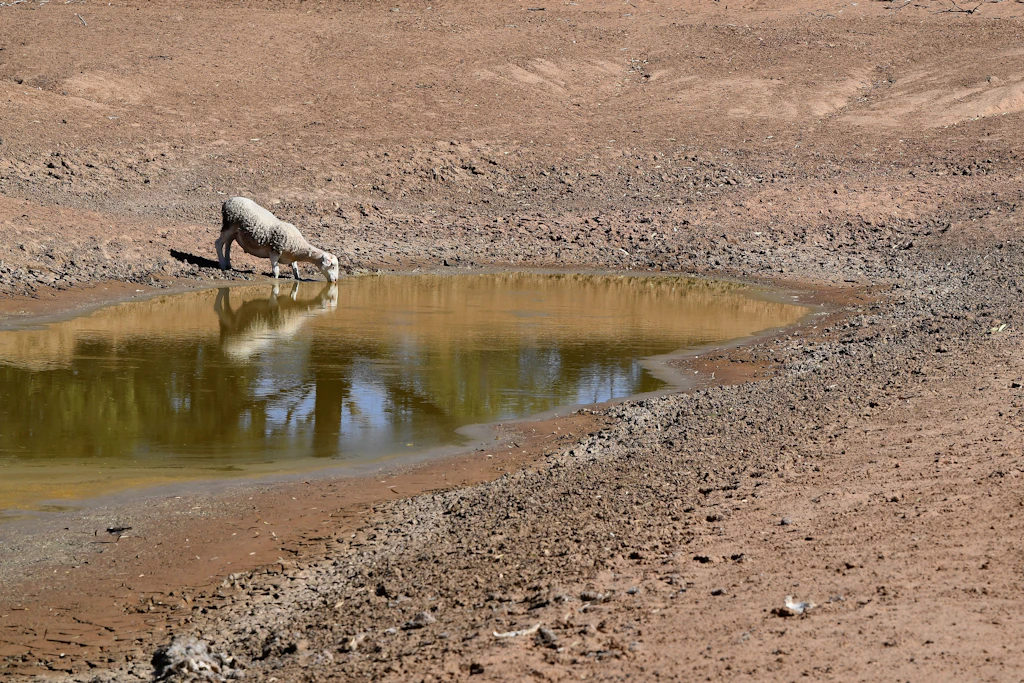 Ein Schaf trinkt aus einer Wasserstelle zwischen Pooncarie und Menindee, Australien.