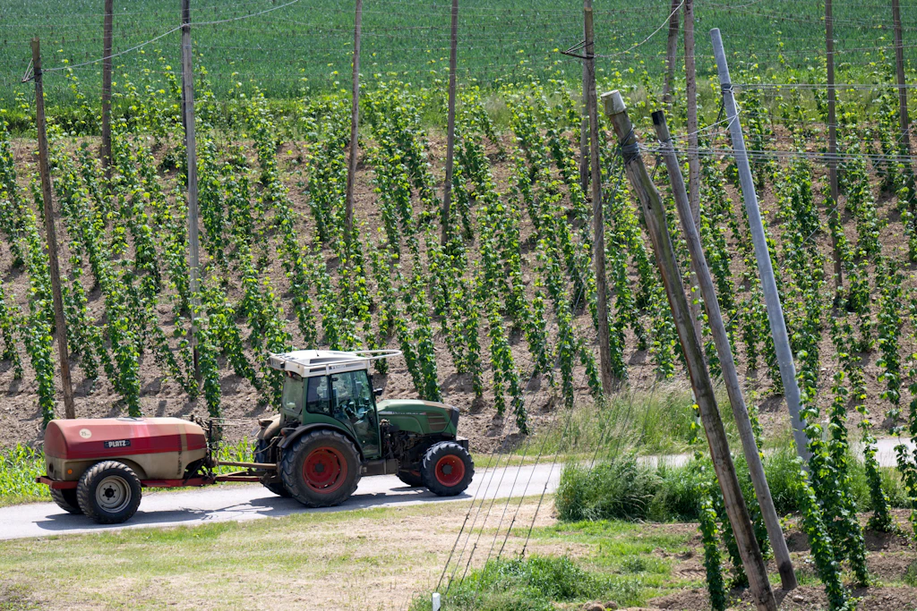 Ein Landwirt fährt mit einem Traktor an Hopfenfeldern entlang.