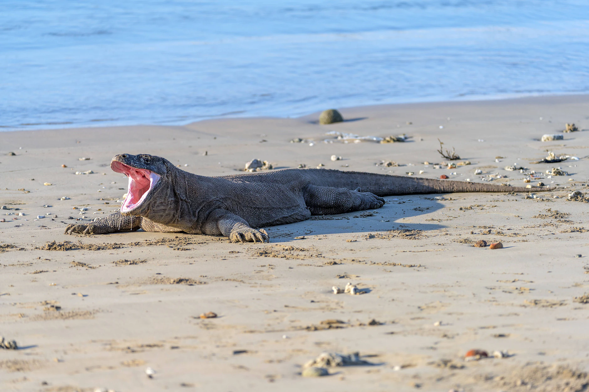 Komodowarane gelten als bedrohte Tierart.