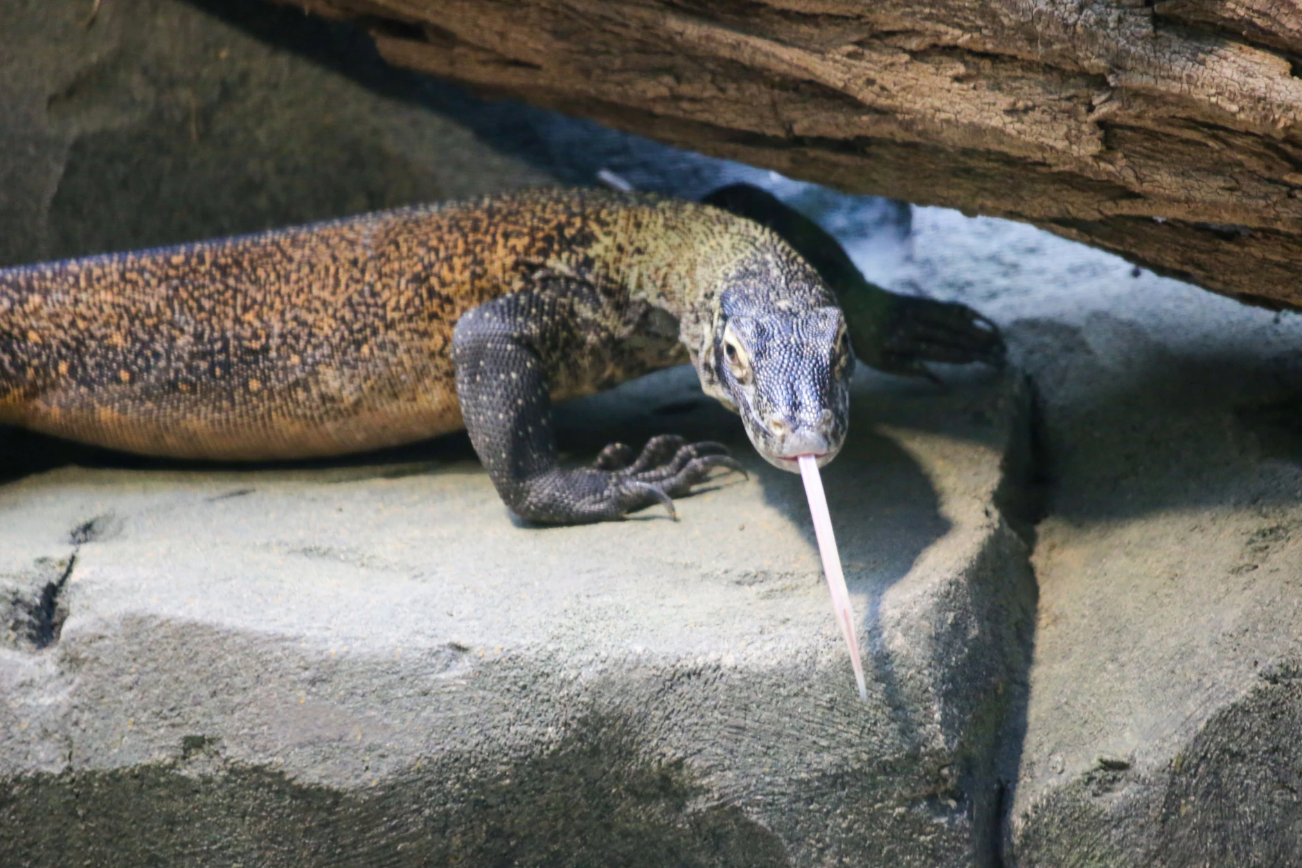 Das ist Drakaris – der neue Komodovaran im Zoo Berlin.