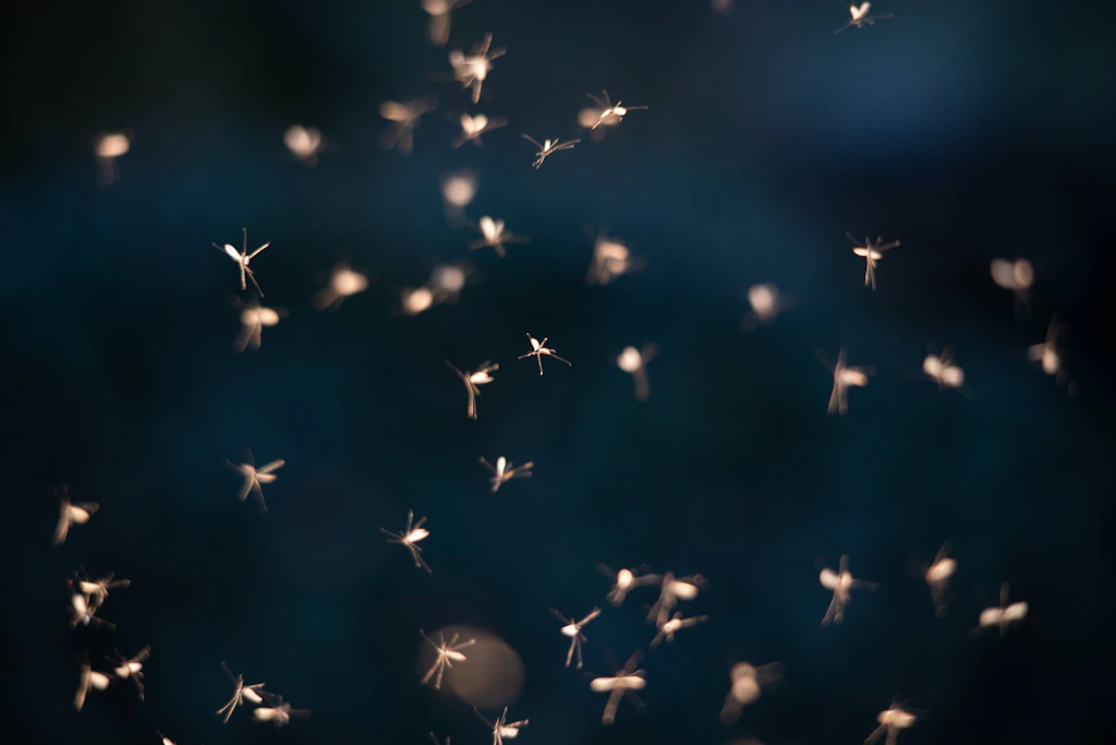 Mücken werden in Berlin gefährlicher, weil ein wachsender Teil das West-Nil-Virus in sich trägt.