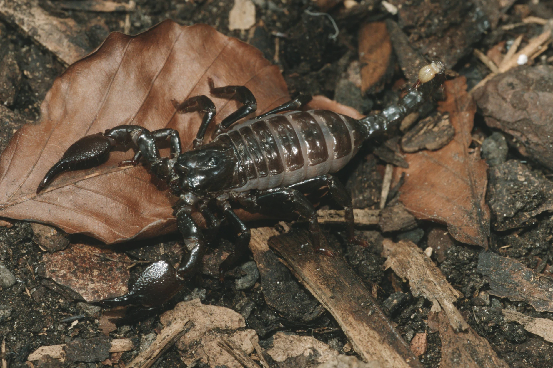 So sieht ein heutiger Skorpion aus. Sein Urzeit-Verwandter Praearcturus gigas war mit rund einem Meter um ein Vielfaches größer.
