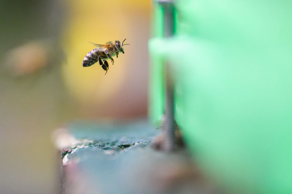 Eine Honigbiene fliegt vor einem Bienenstock.