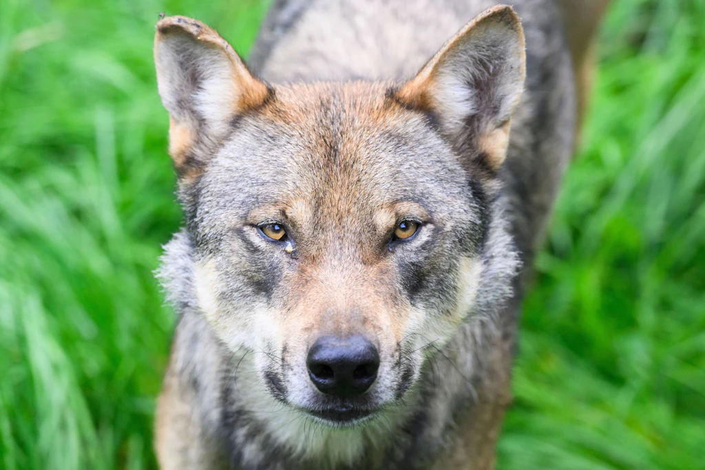 Ein junger Wolf wurde in der Nähe von Magdeburg gerettet.