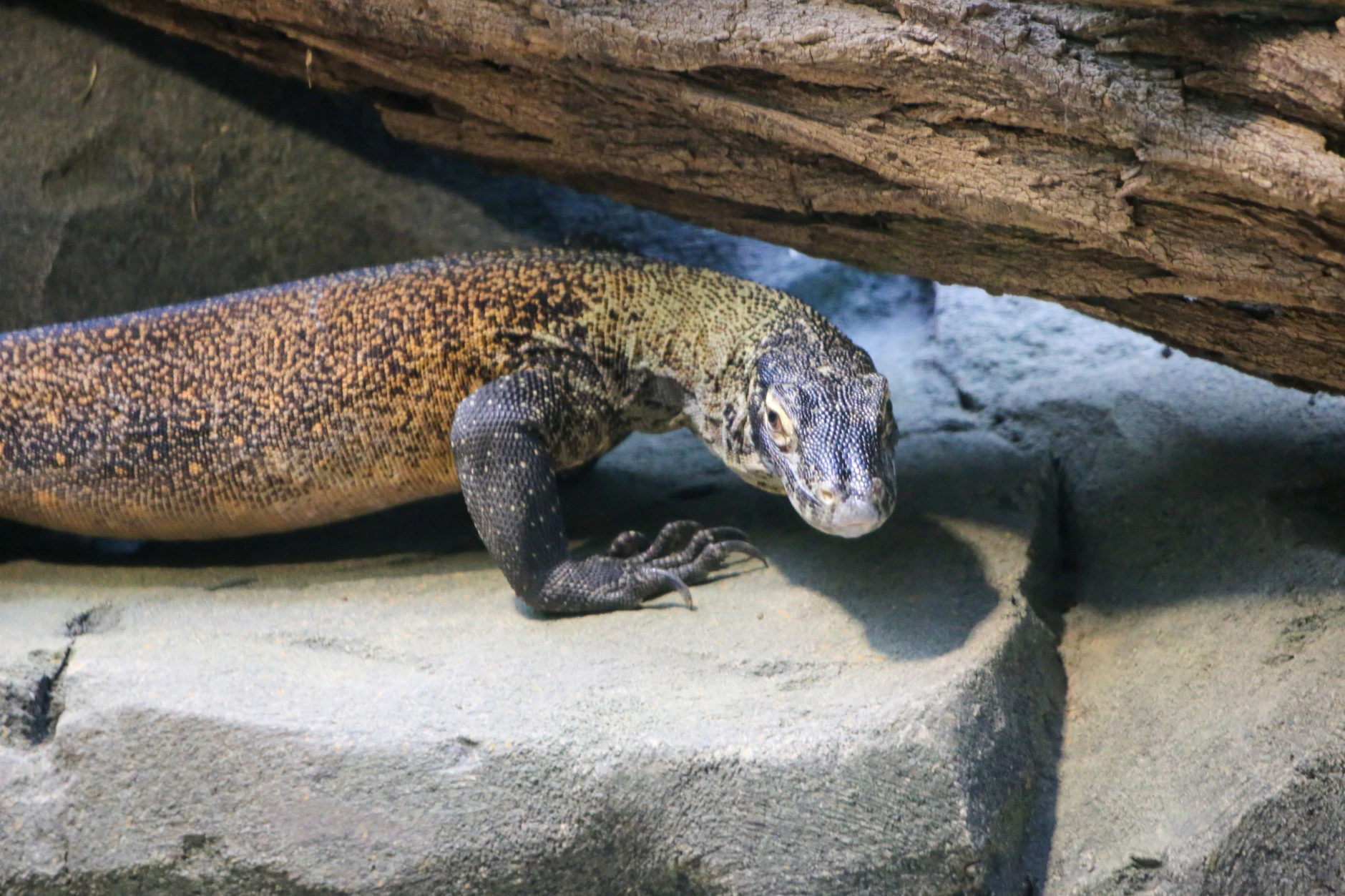 Fun Fact: Komodowarane haben eine überraschend gute „Supernase“: Mit ihrer gespaltenen Zunge können sie Geruchspartikel aufnehmen und Beute über mehrere Kilometer Entfernung aufspüren – sogar noch Tage nach einer Verletzung.