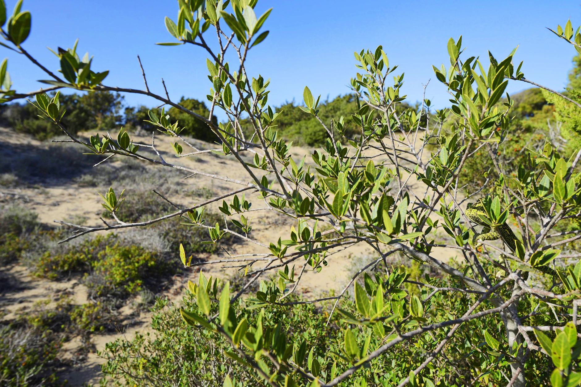 Suchbild der Woche: Jeder sieht hier nur einen Baum – und Sie?
