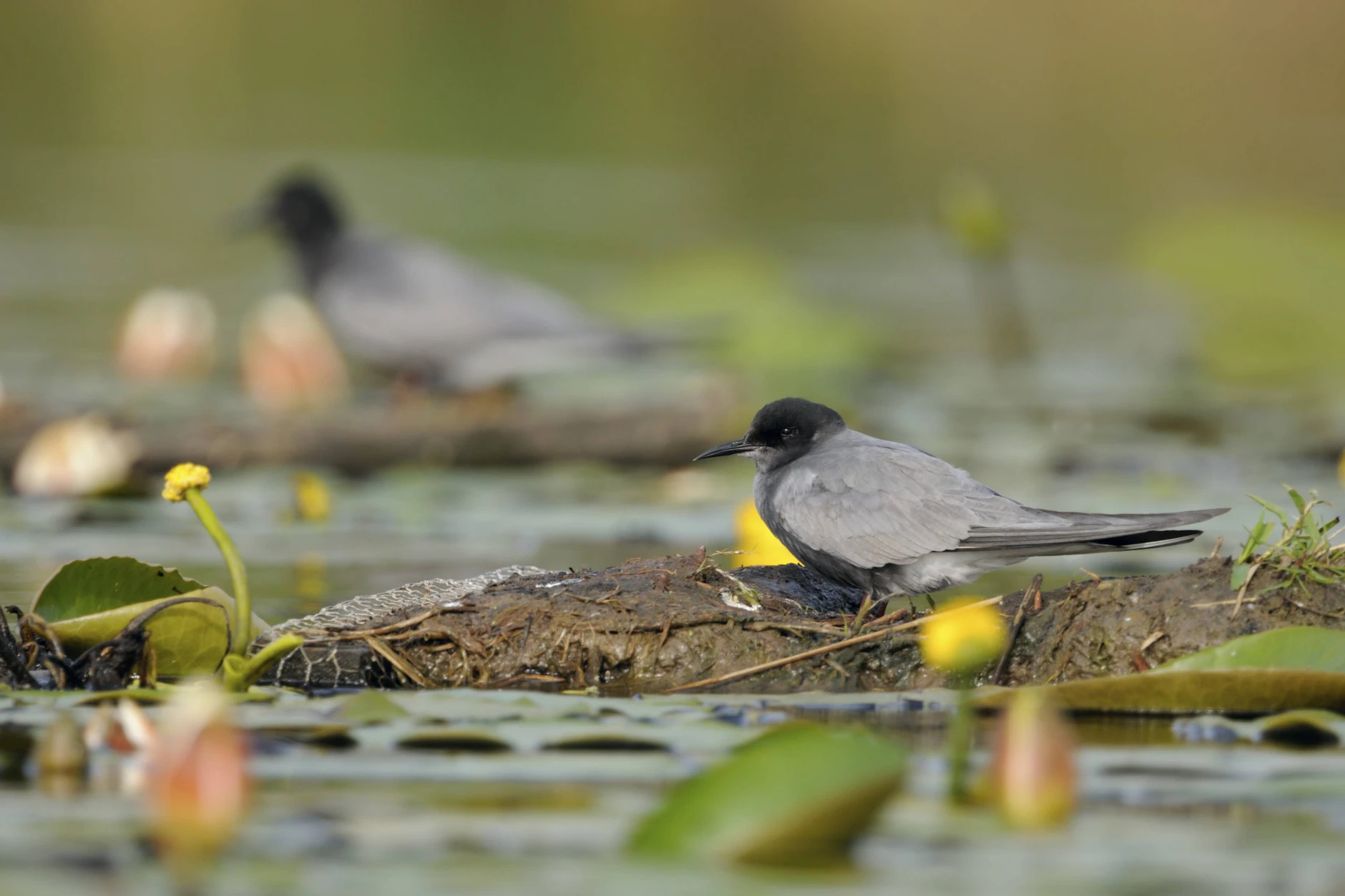 Geschützte Art am Müggelsee: Eine Trauerseeschwalbe rastet zwischen Seerosen – die Insel Müggelwerder ist wichtiges Natur- und Vogelschutzgebiet.