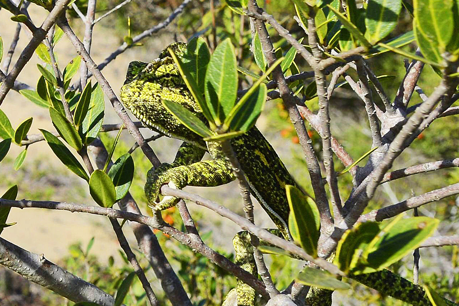 Das Detail zur Lösung für das Suchbild der Woche: Haben Sie das versteckte Chamäleon im Baum entdecken können?