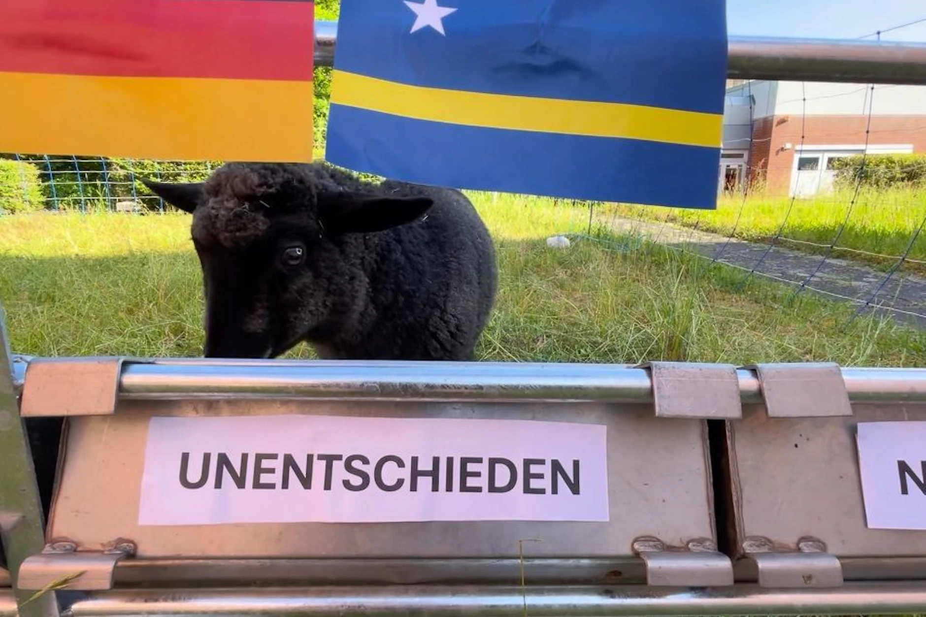 Lamm Tina ist das WM-Orakel der Freien Universität Berlin und tippt auf Remis.