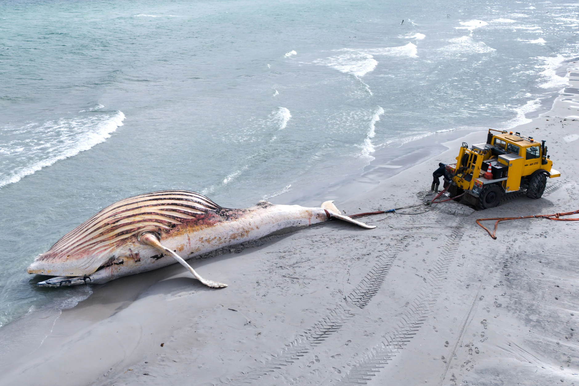 Buckelwal Timmy Hope war nach seinem Tod an der Küste der dänischen Insel Anholt gestrandet. Er wurde an den Strand geschleppt und dort obduziert.