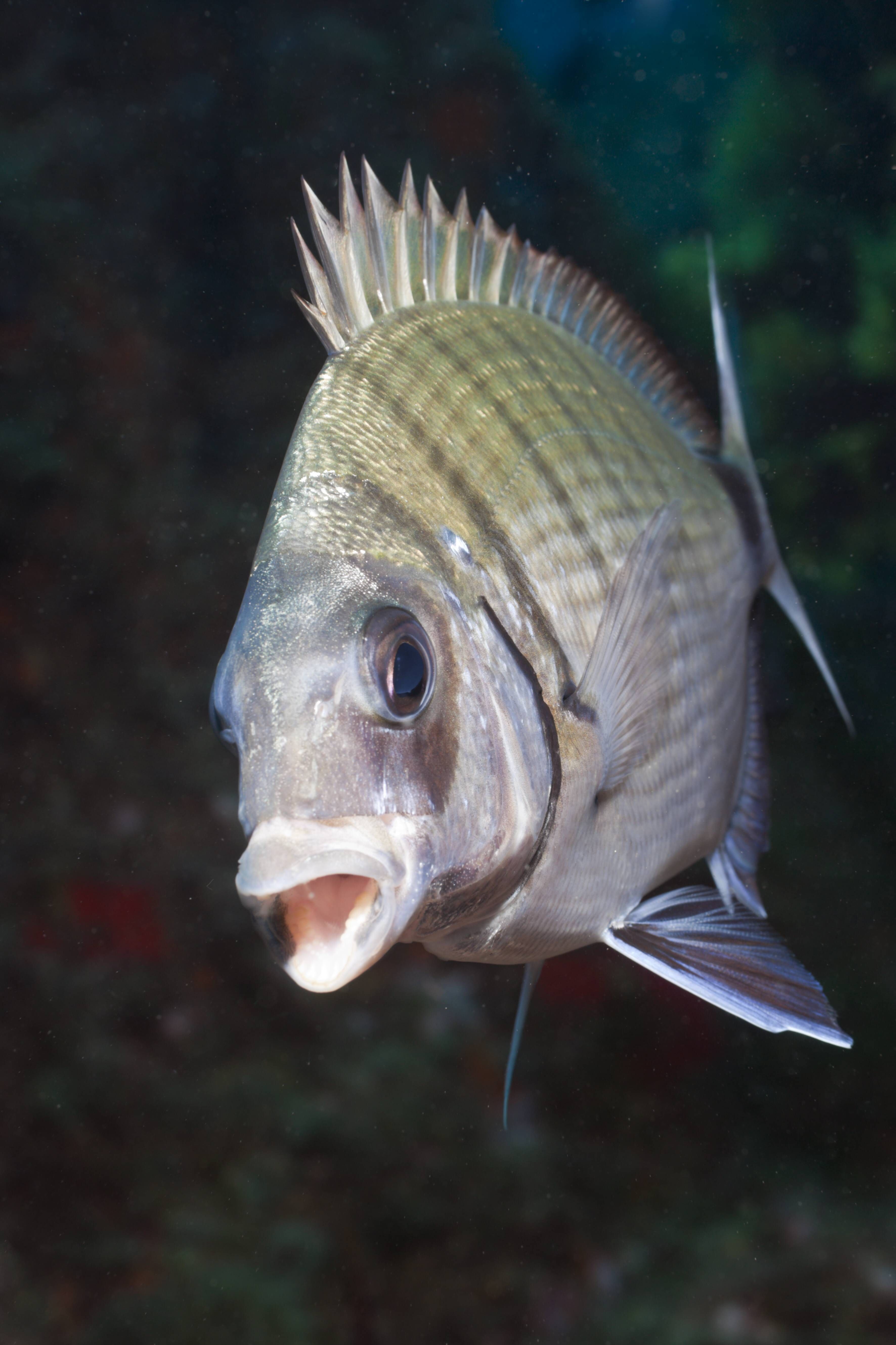 Berlinerin beim Baden attackiert! Achtung vor beißenden Fischen auf Mallorca