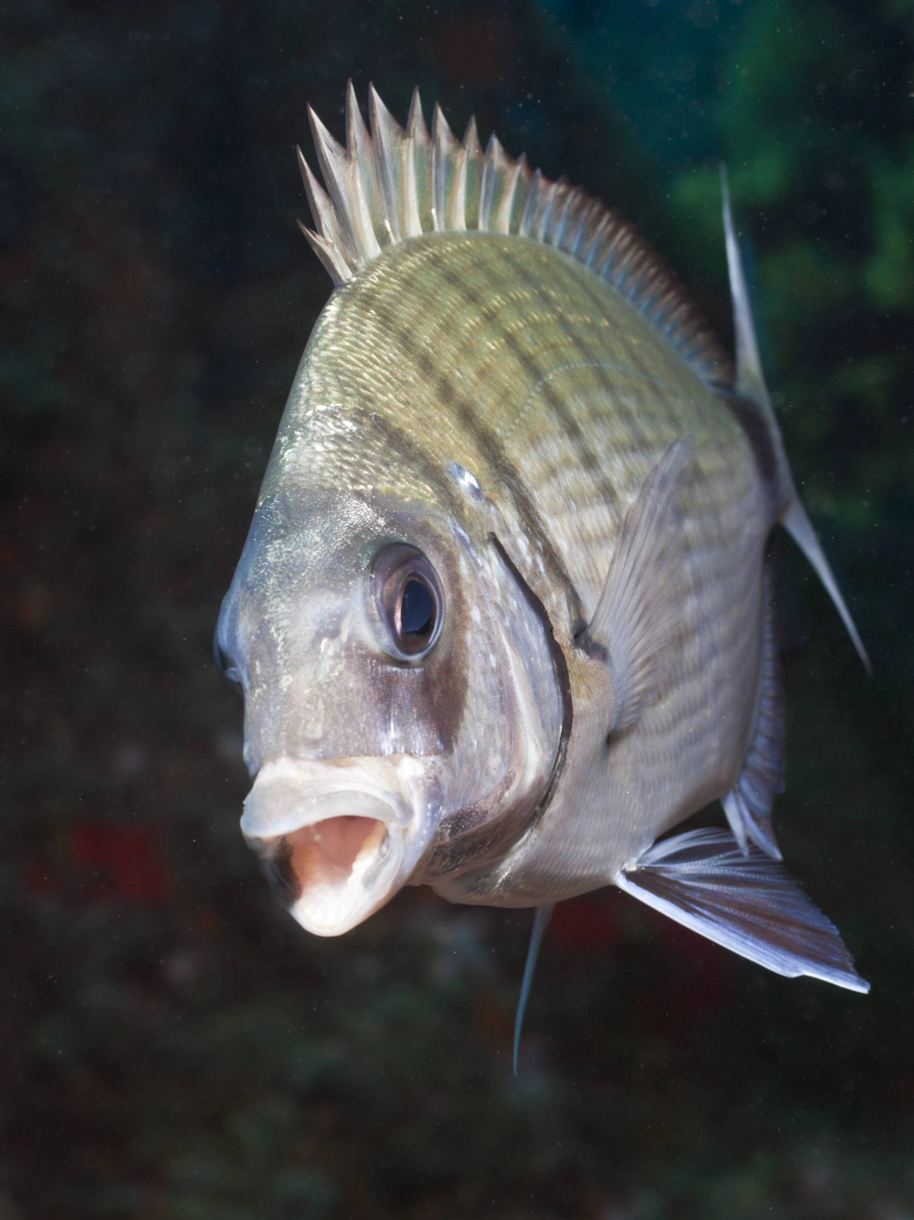 Das Foto zeigt eine Geissbrasse. Vermutlich wurde die Berlinerin von so einem Fisch attackiert.