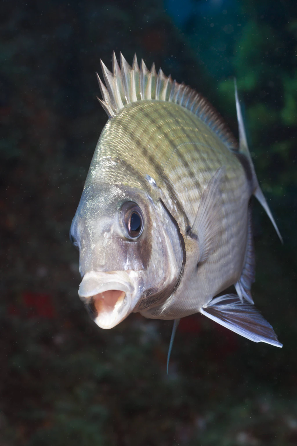 Berlinerin beim Baden gebissen! Attacken von Fischen auf Mallorca