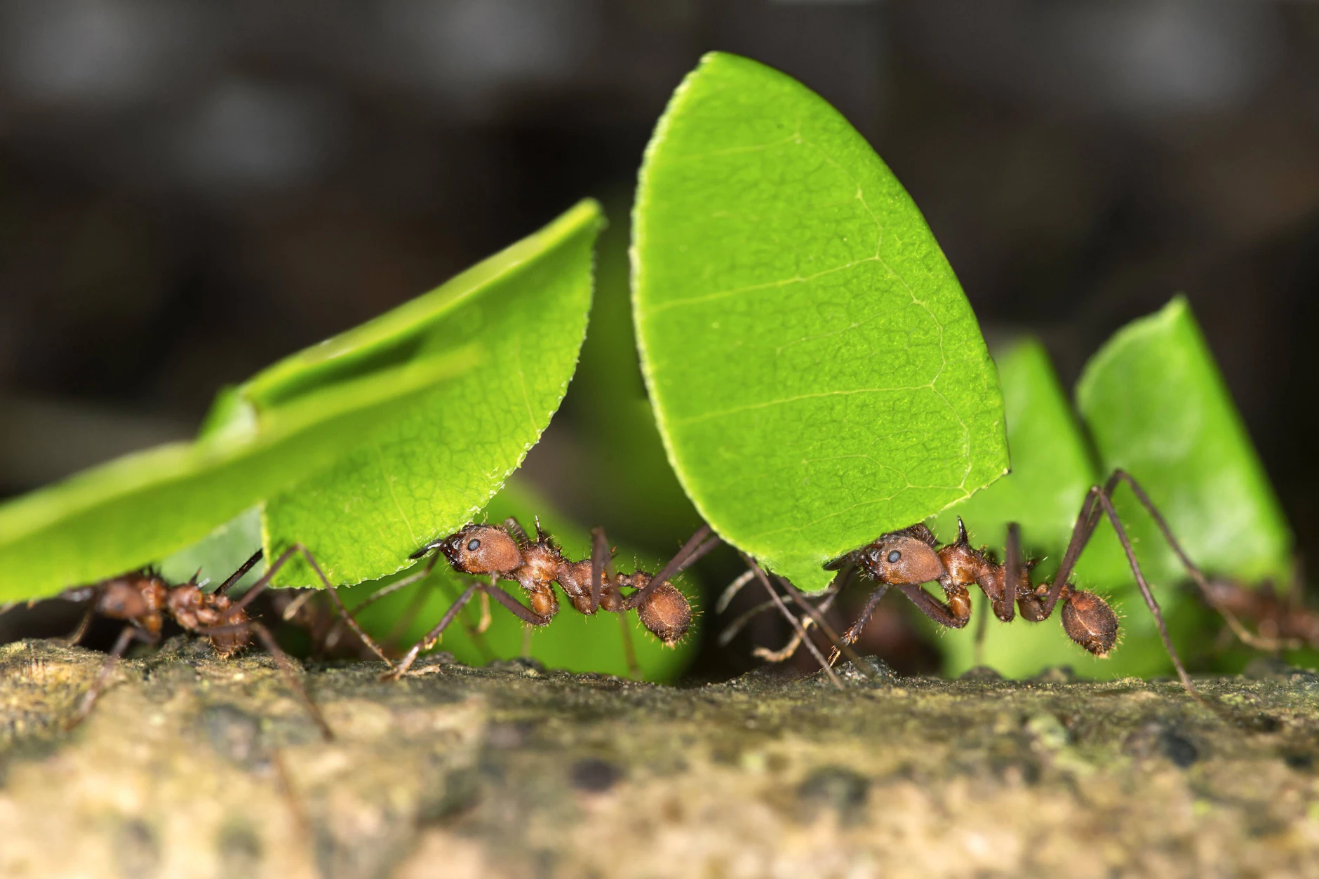 Ganz vertreiben oder töten sollten Sie die Tiere aber nicht, denn sie haben eine wichtige Funktion für den Garten.