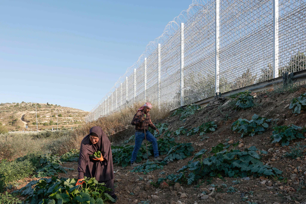 Es geht um Land: Der 40-jährige Palästinenser Mohammad Fuqaha und seine Mutter bewirtschaften ihren Acker unmittelbar am israelischen Stacheldraht. Kurz vor dem 15. Juni, so die Familie, hätten jüdische Siedler Teile ihrer Ernte zerstört.