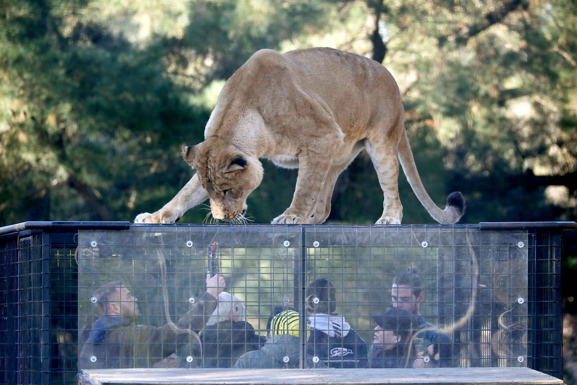 In diesem Zoo herrscht ein umgekehrtes Konzept: Menschen sind eingesperrt, Tiere frei.