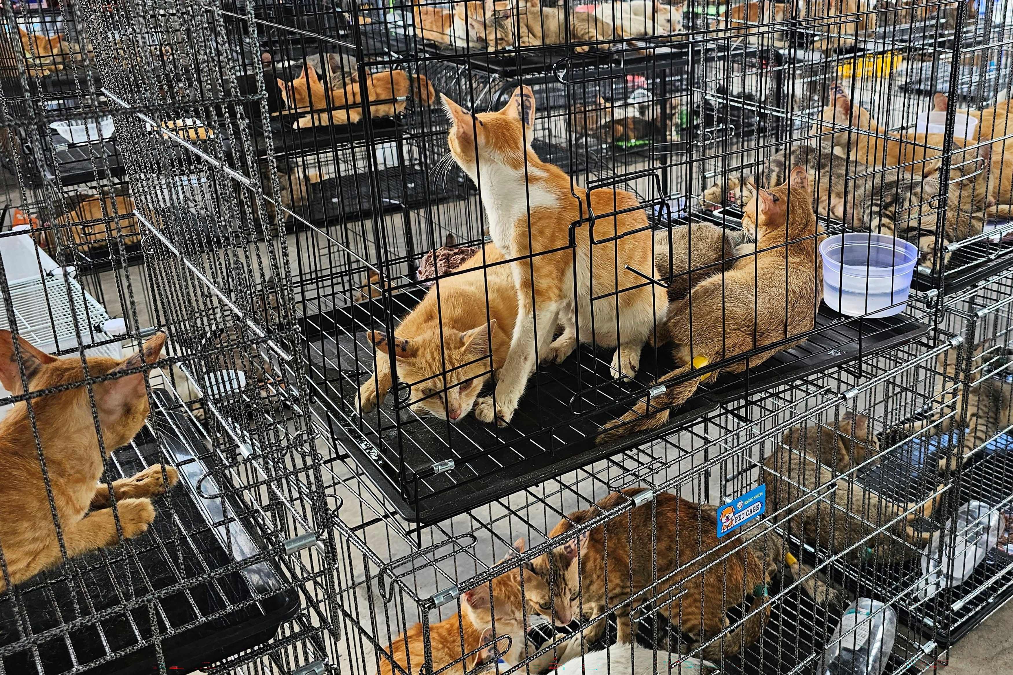 Für den Schlachter: Diebesbande klaut 2700 Katzen von der Straße