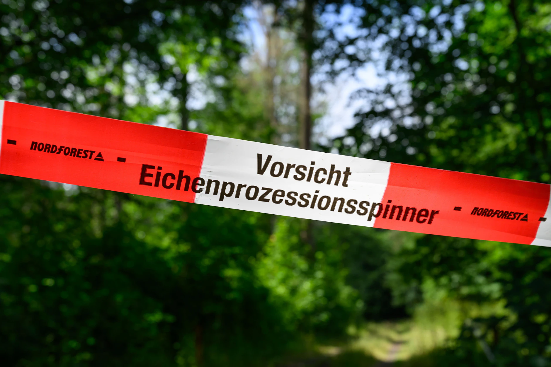 „Vorsicht Eichenprozessionsspinner!“ Ein Asperrband an einem Waldweg im Spreewald.