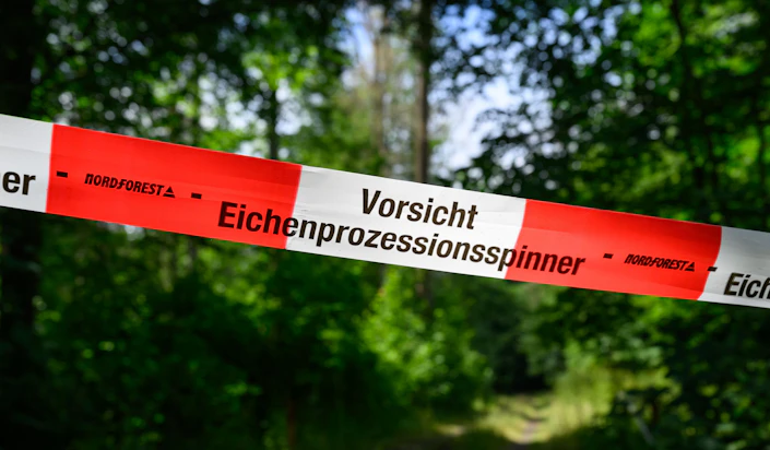 Achtung Eichenprozessionsspinner Gefahr Auch In Parks In Potsdam Und achtung-eichenprozessionsspinner-gefahr-auch-in-parks-in-potsdam-und