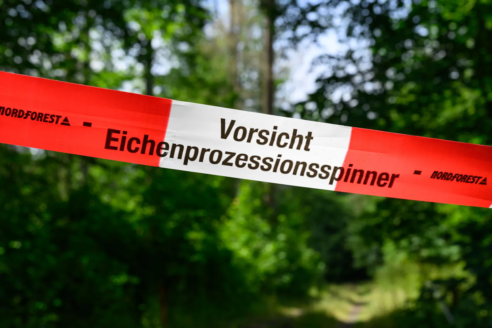 Eichenprozessionsspinner-Gefahr! Auch Spreewald und Parks in Potsdam betroffen
