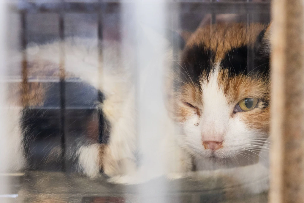 Vietnam: Polizei rettet Hunderte Katzen vor dem Verzehr – Dutzende bereits tot