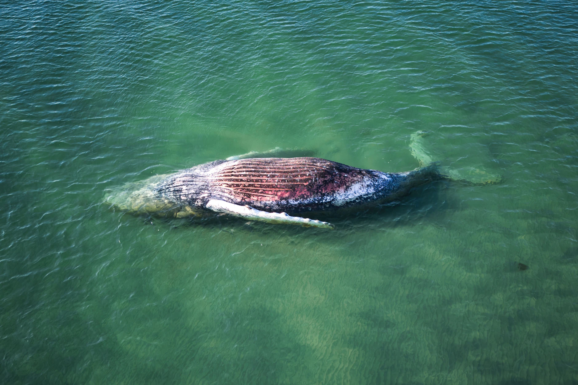 Der Wal Timmy Hope strandete im Mai vor der dänischen Insel Anholt. Er wurde später obduziert, zerlegt und entsorgt.