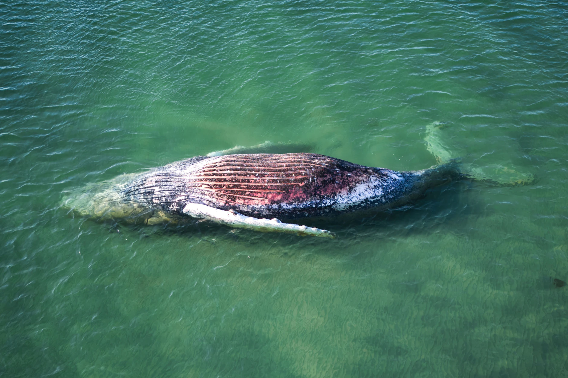 Der Wal Timmy Hope strandete im Mai vor der dänischen Insel Anholt. Er wurde später obduziert, zerlegt und entsorgt.