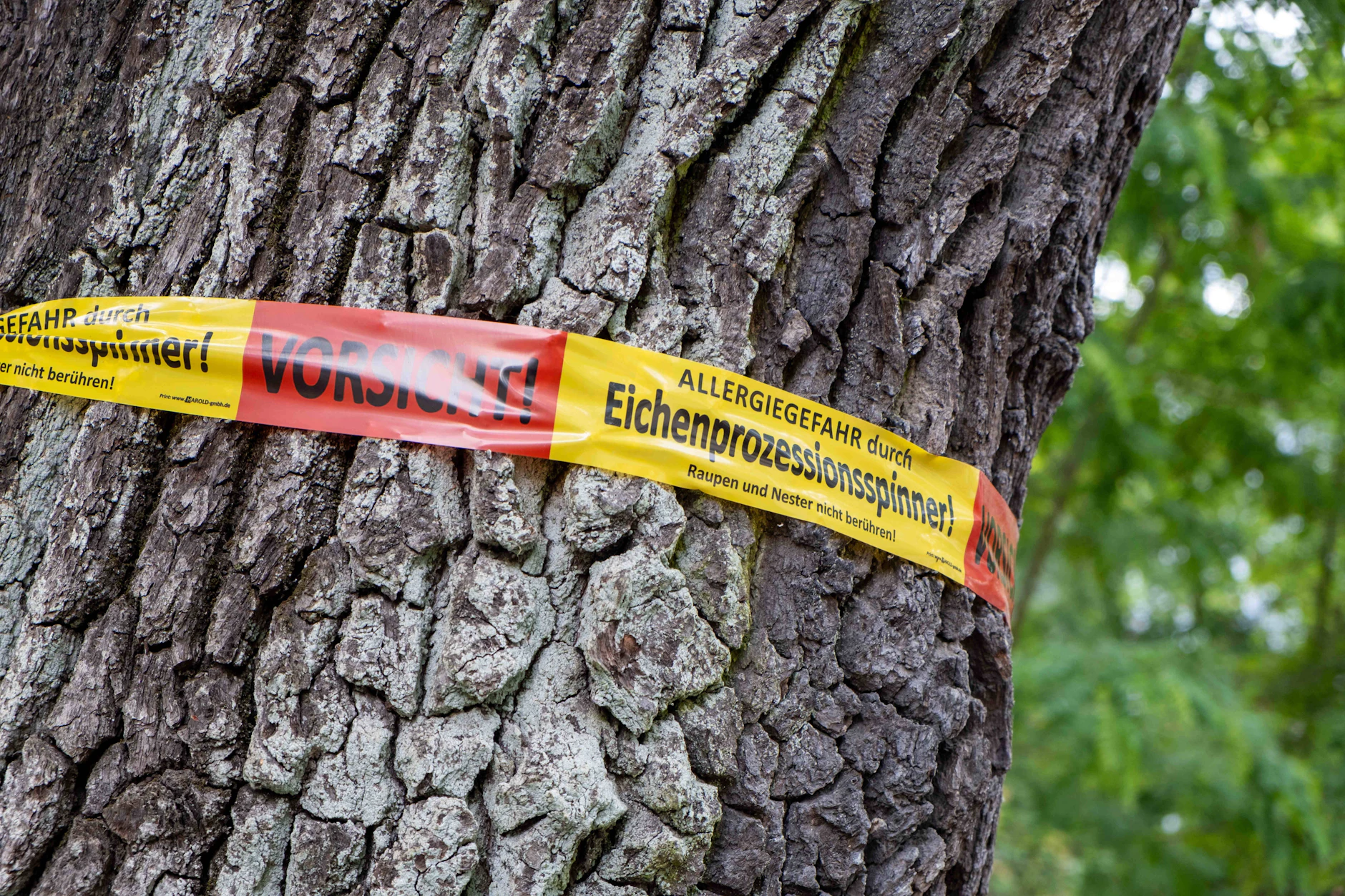 Manche Parks kann man aktuell als Berliner nicht betreten, weil die Stadt den Befall der Giftraupen nicht im Griff hat. Peinlich für eine Weltmetropole.