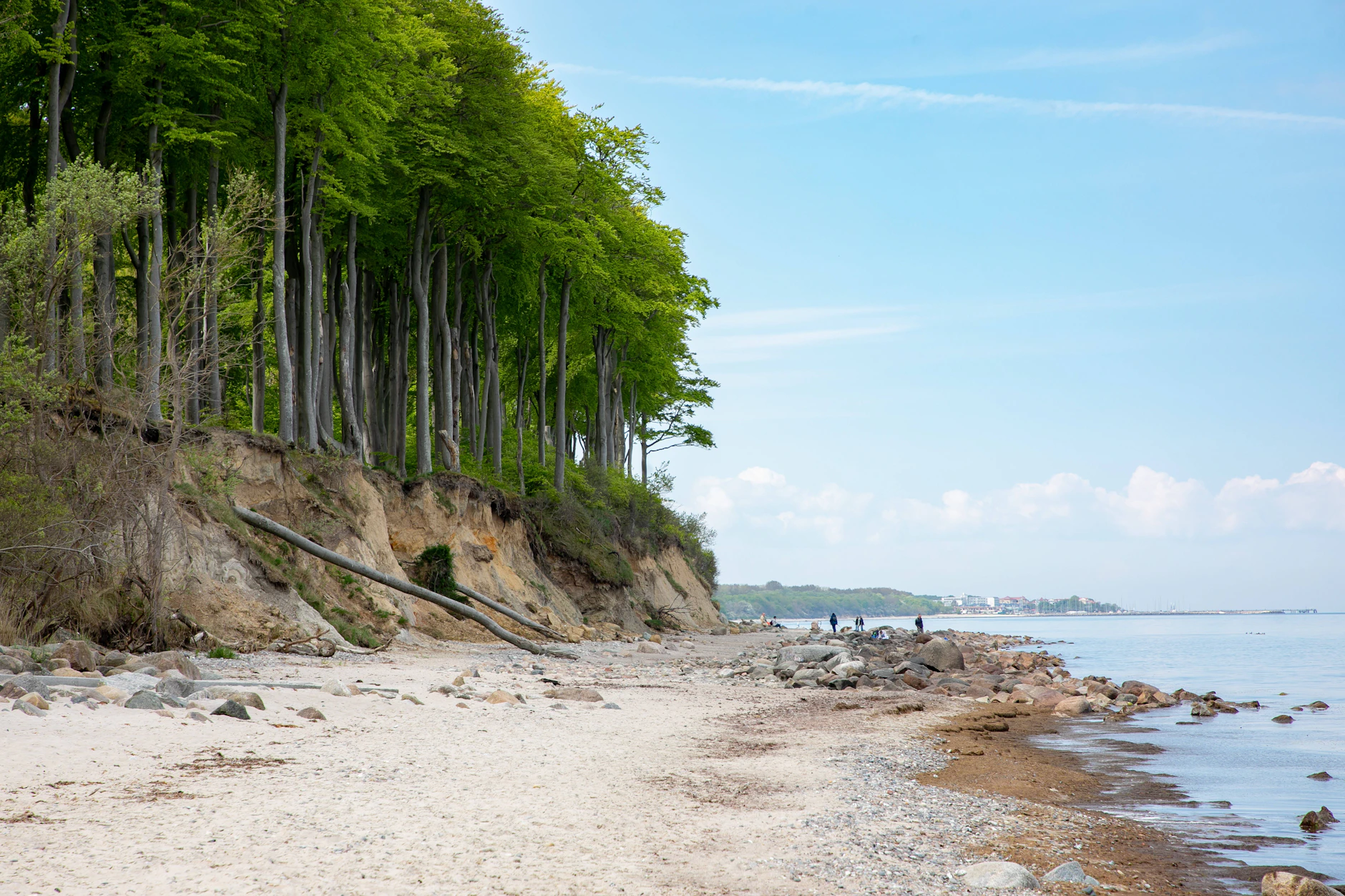 Abgebrochene Steilkante mit umgestürzten Bäumen: An Usedoms Küste frisst sich die Ostsee immer weiter ins Land.