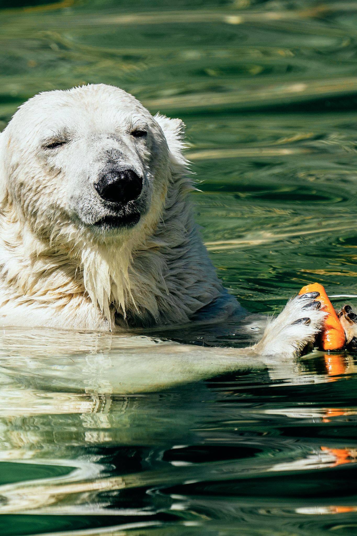 Möhrchen-Eis und faule Majestäten: Wie Berliner Zootiere der Sommerhitze trotzen
