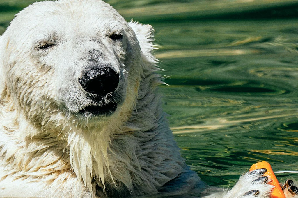 Wasserdusche gefällig? Ein Elefant kühlt sich im Zoologischen Garten ab.