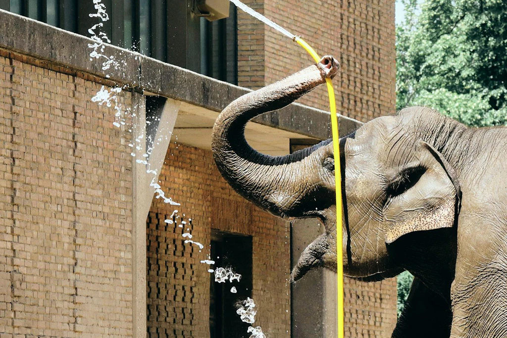 Wasserdusche gefällig? Ein Elefant kühlt sich im Zoologischen Garten ab.