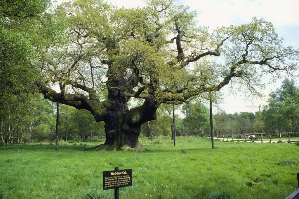 Die Major Oak im englischen Sherwood Forest im Jahr 2014.