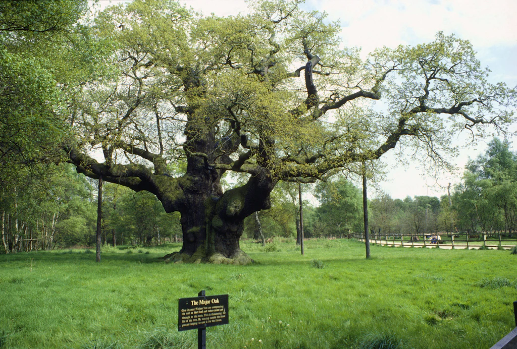Robin-Hood-Eiche Major Oak ist tot: Wurzeln im „erstickt und ausgehungert“