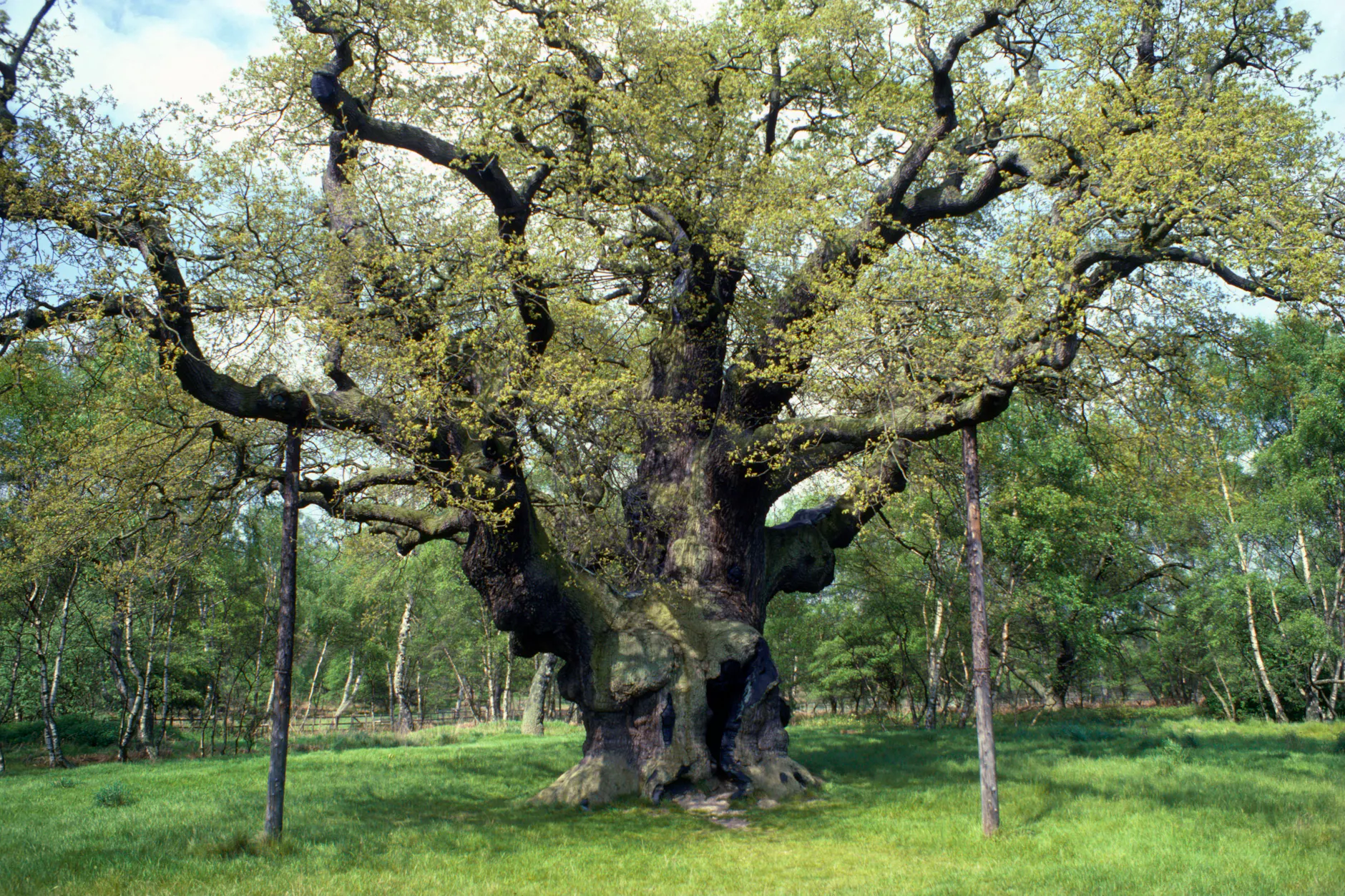Die berühmte „Major Oak" im Sherwood Forest, hier noch in vollem Grün: Stützen tragen seit Jahrzehnten ihre mächtigen Äste. Jetzt ist der Baum abgestorben.