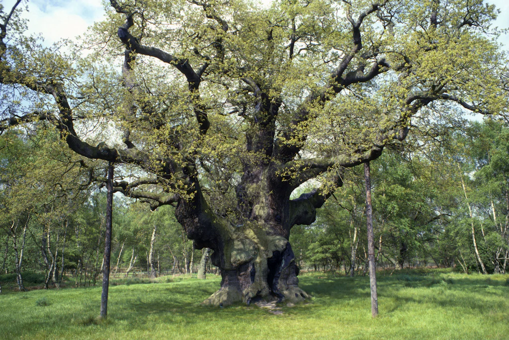 Diese herrschaftliche Eiche im Sherwood Forest bei Nottingham (England) bekam jahrelang Unterstützung. Vor wenigen Wochen starb sie ab.