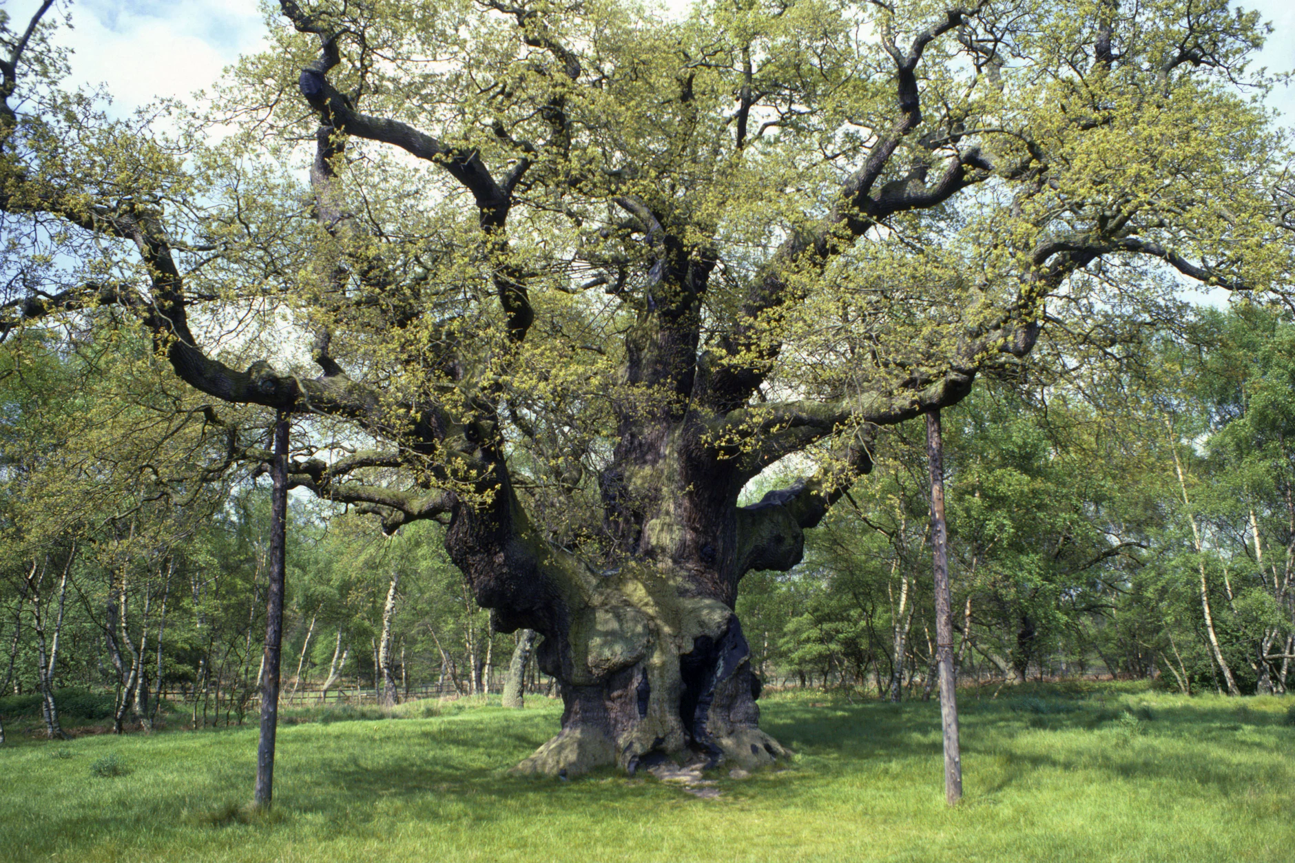 Die berühmte „Major Oak" im Sherwood Forest, hier noch in vollem Grün: Stützen tragen seit Jahrzehnten ihre mächtigen Äste. Jetzt ist der Baum abgestorben.