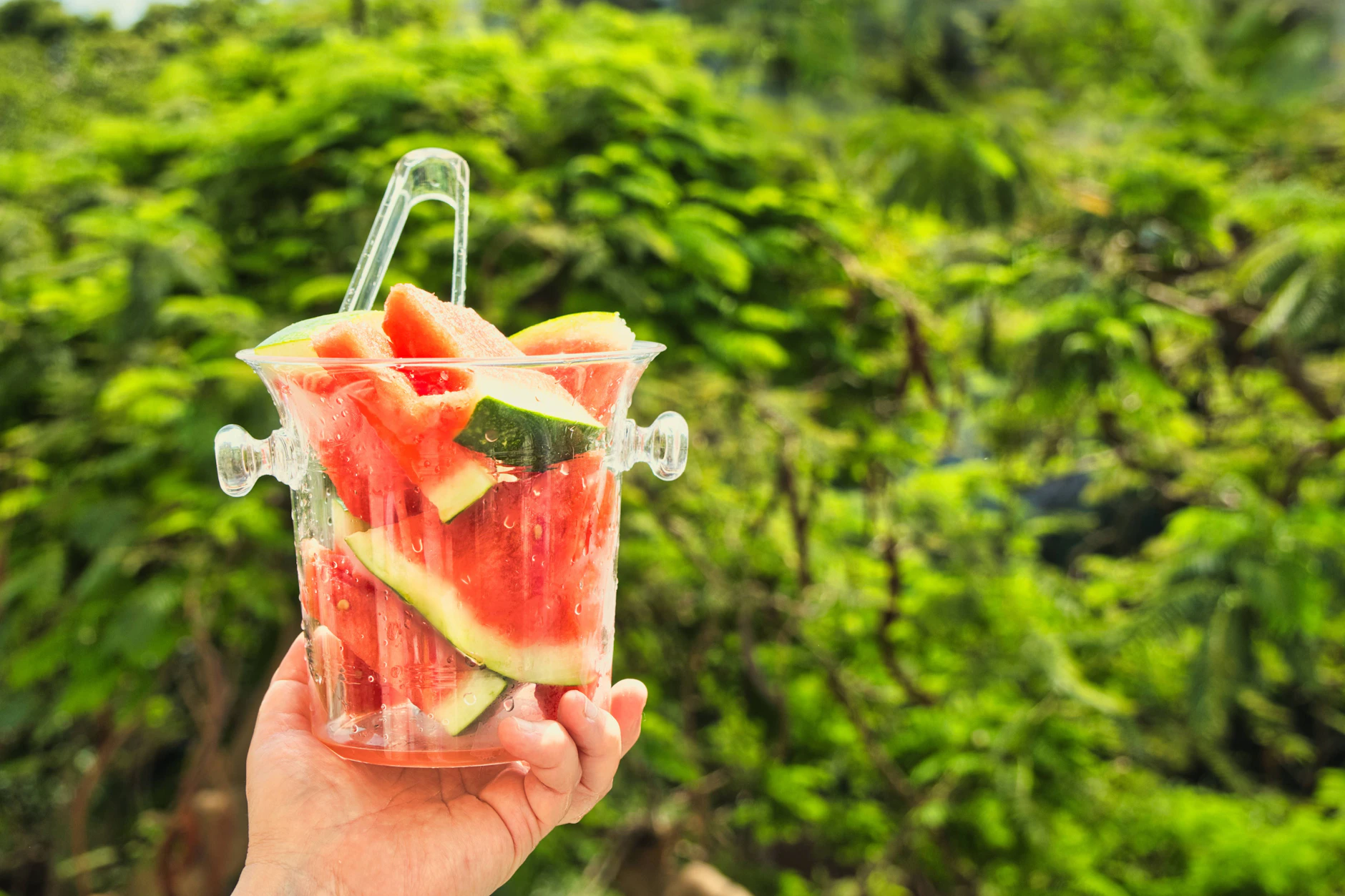 Wassermelonen sind besonders im Sommer eine beliebte Frucht, die schmeckt und Abkühlung bringt.