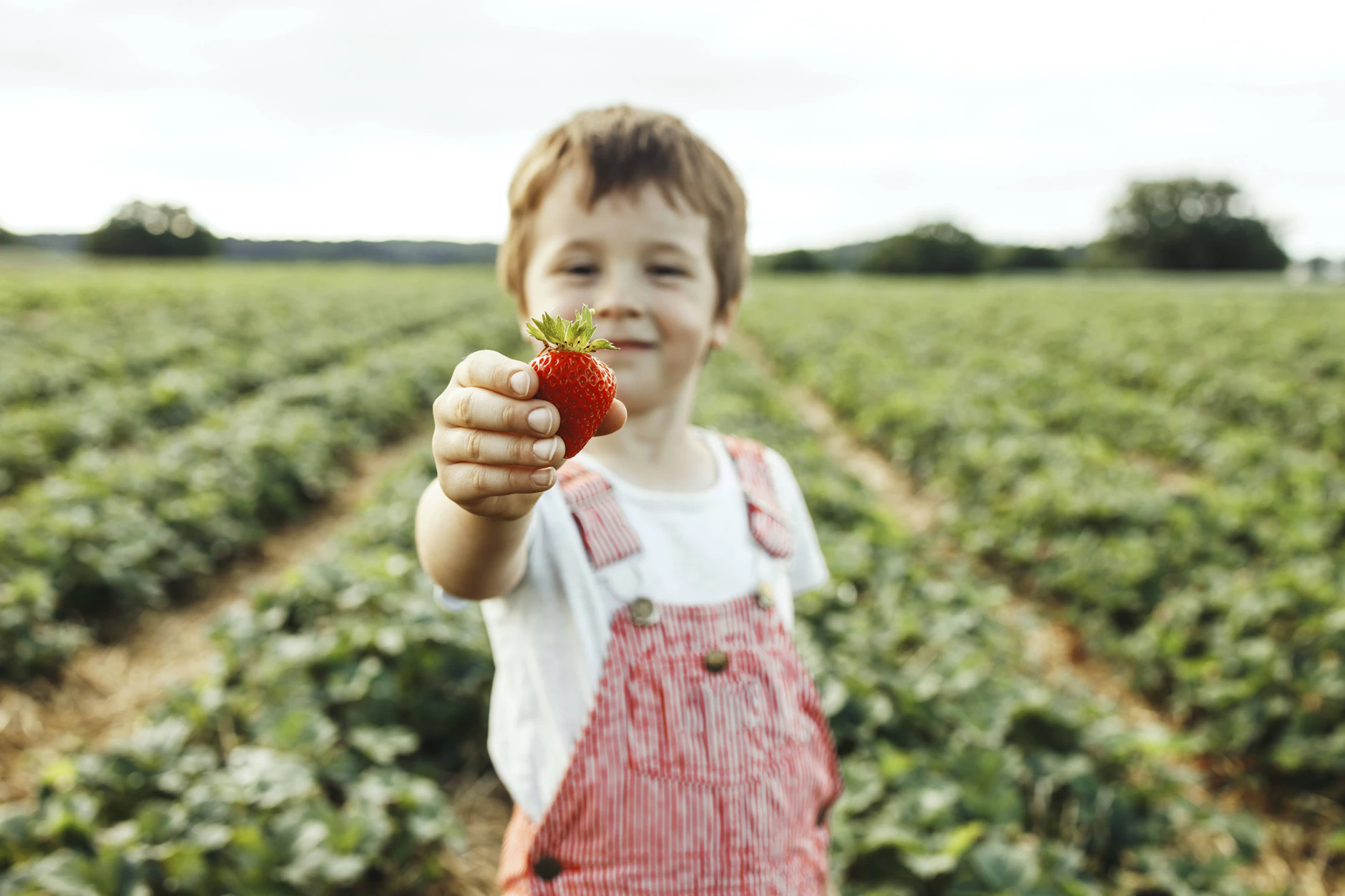 Für viele Kinder ist der Trip zum Erdbeerfeld ein toller Ausflug. Doch auf einem Feld in Sachsen dürfen die kleinsten Erdbeerfans jetzt nicht mehr mitmachen.